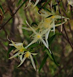 Nambung NP Pinnacles Flower Old Mans Beard Clematis Pubescens