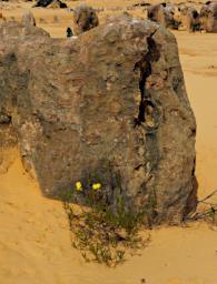 Nambung NP Pinnacles Flower Xxx Yellow