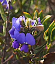Lesueur NP Flower Devils Pins Hovea Pungens