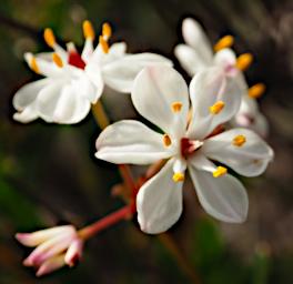 Lesueur NP Flower Xxx White