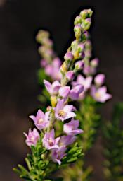 Lesueur NP Flower Xxx Pink