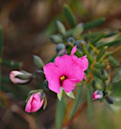 Lesueur NP Flower Xxx Pink