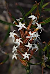 Lesueur NP Flower Curry Lysinema Ciliatum
