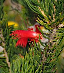 Lesueur NP Flower Xxx Red