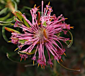 Lesueur NP Flower Spider Coneflower Isopogon.Adenanthoides