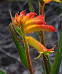 Lesueur NP Flower Golden Kangaroo Paw