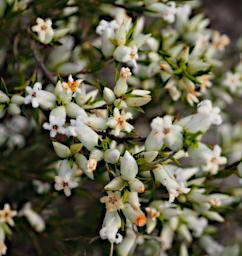 Lesueur NP Flower Astroloma Pallidum