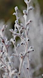Lesueur NP Flower PlumeSmokebush