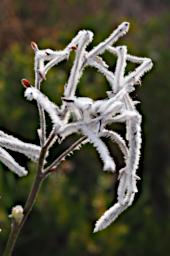 Lesueur NP Flower PlumeSmokebush