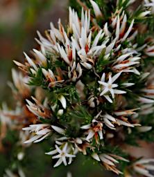 Lesueur NP Flower Xxx White