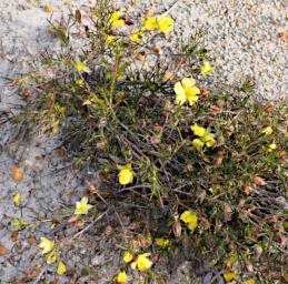 Lesueur NP Flower Guinea Flower Hibertia Huegelii