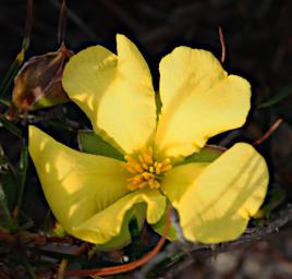 Lesueur NP Flower Guinea Flower Hibertia Huegelii