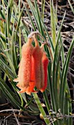Lesueur NP Flower Xxx Red