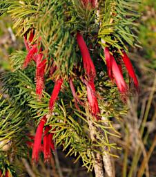 Lesueur NP Flower Xxx Red