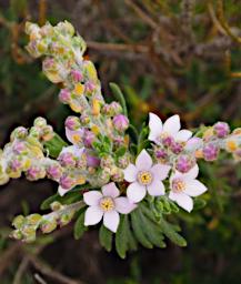 Lesueur NP Flower Xxx White
