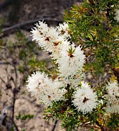 Lesueur NP Flower Xxx White