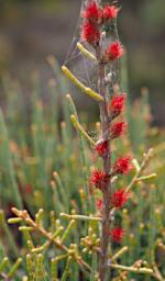 Lesueur NP Flower Xxx Red