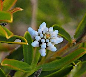 Lesueur NP Flower Conospermum Nervosum