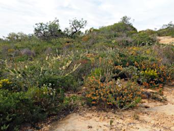 Lesueur NP Flowers