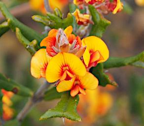 Lesueur NP Flower Horned Poison Gastrolobium Polystachyum 1080