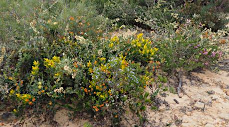 Lesueur NP Flowers