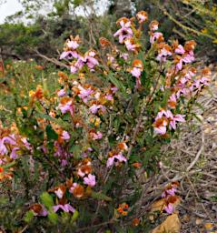 Lesueur NP Flower Thomasia