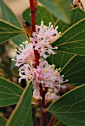 Lesueur NP Flower Hakea