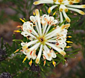 Lesueur NP Flower Pixie Mops / Petrophile Linearis