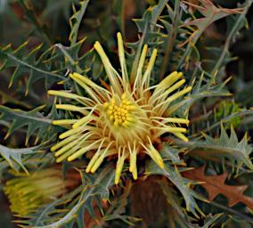 Lesueur NP Flower Prickly Dryandra