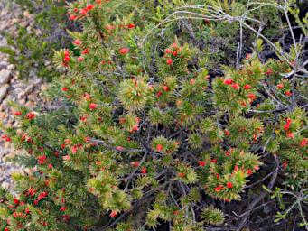 Nambung NP Flower Xxx Red