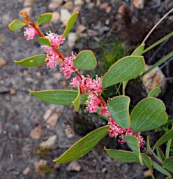 Nambung NP Flower Hakea