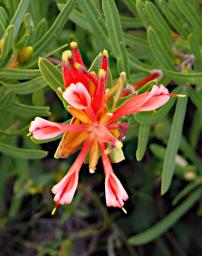 Nambung NP Flower Honeysuckle Grevillia