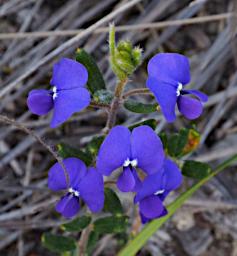 Nambung NP Flower Devils Pins Hovea Pungens