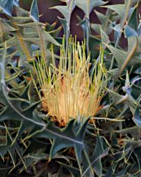 Nambung NP Flower Prickly Dryandra Dryandra Armata