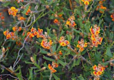 Nambung NP Flower Horned Poison Gastrolobium Polystachyum 1080