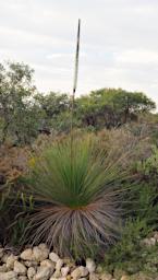 Lesueur NP Grass Tree