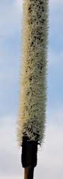 Grass Tree