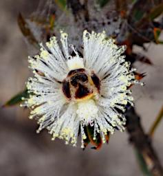 Lesueur NP Flower Xxx White
