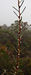 Lesueur NP Flower Xxx
