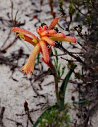 Lesueur NP Flower Regal Claw Angiozanthos