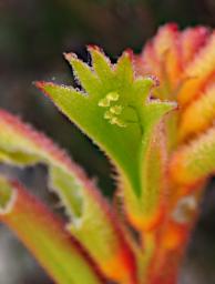 Lesueur NP Flower Regal Claw Angiozanthos