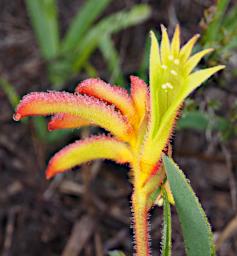 Lesueur NP Flower Regal Claw Angiozanthos