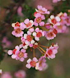 Lesueur NP Flower Xxx Tea Tree
