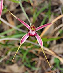 Lesueur NP Flower Spider Orchid