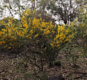 Lesueur NP Flower Wattle