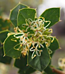 Lesueur NP Flower Xxx White