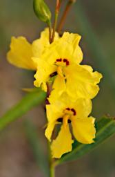 Lesueur NP Flower Xxx Yellow