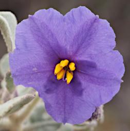 Lesueur NP Flower Xxx Purple Yellow