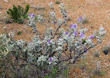 Lesueur NP Flower Xxx Purple Yellow