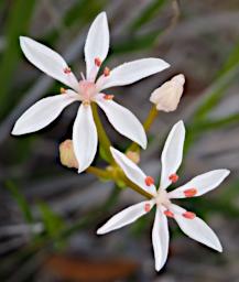 Lesueur NP Flower Milkmaid_BuchardiaUmbellata